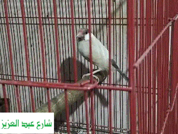 مطلوب نتايات رينبو شغاله