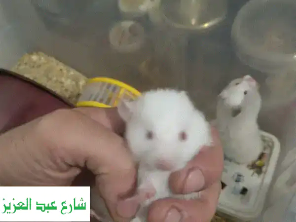 هامسترات سورية مميزة! صغير وكبير، فطام و ٤٠ يوم -...
