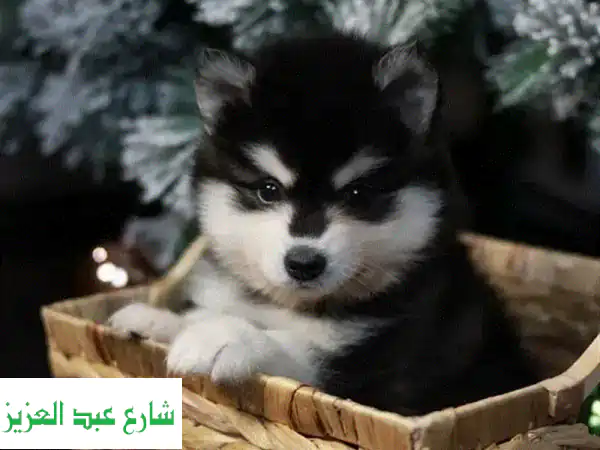 Alaskan Klee Kai puppies from Russia