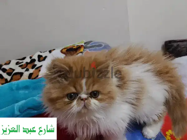 اسكندريه