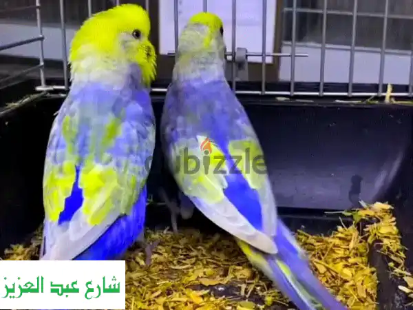 مطلوب نتايات رينبو شغاله