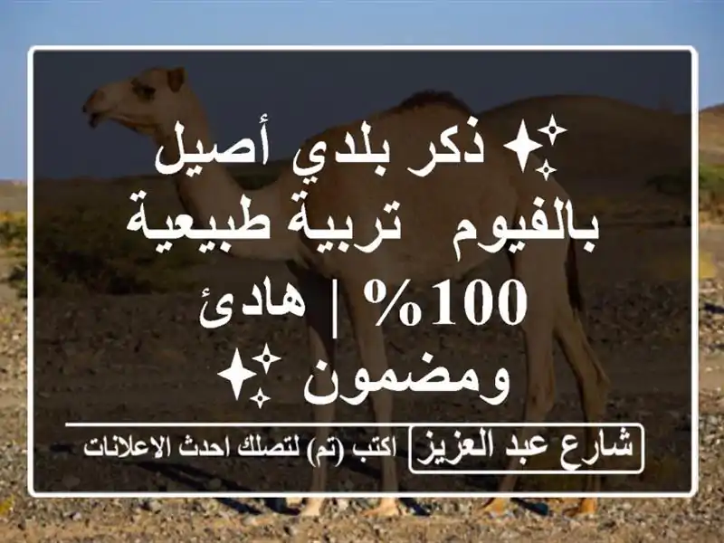 ✨ ذكر بلدي أصيل بالفيوم - تربية طبيعية 100% | هادئ...