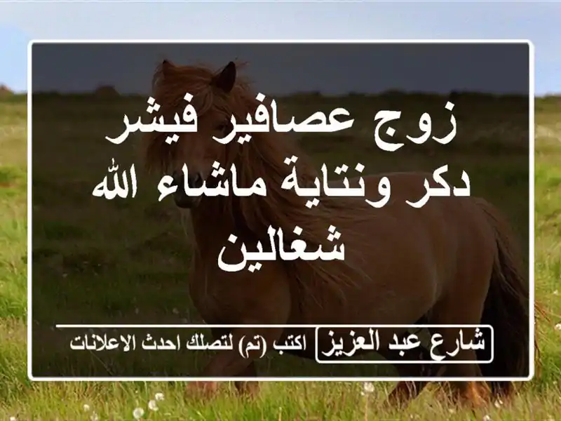 زوج عصافير فيشر دكر ونتاية ماشاء الله شغالين