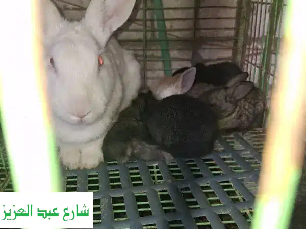 اسكندريه خورشيد