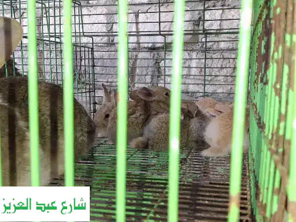 اسكندريه خورشيد