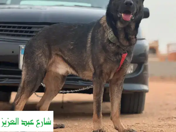 جيرمن شيبرد سيبل ورك لاين للبيع: ذكر أصيل بمواصفات عالمية - رفيقك الأمين وحارسك الوفي في مصر!