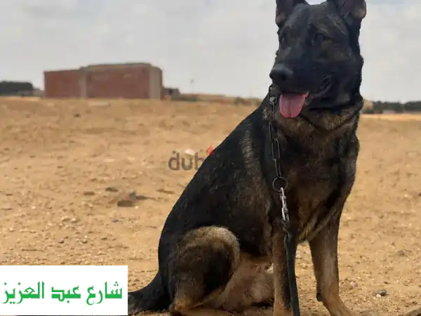 جيرمن شيبرد سيبل ورك لاين للبيع: ذكر أصيل...