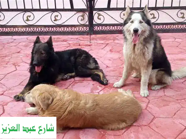 ملاذك الآمن لحيوانك الأليف: استضافة، تدريب، ورعاية منزلية متكاملة!