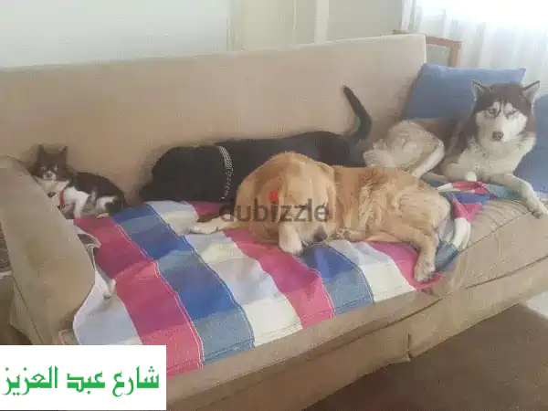 ملاذك الآمن لحيوانك الأليف: استضافة، تدريب،...