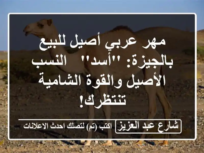 مهر عربي أصيل للبيع بالجيزة: 'أسد' - النسب الأصيل...
