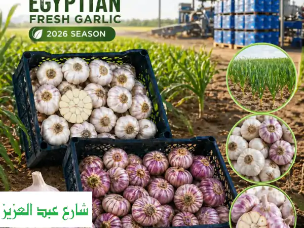 experience the bold flavor and superior quality of egypt’s finest harvest white garlic & red/ ...