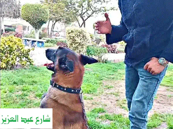 مدرب كلاب متخصص في تدريب كلاب الحراسة والبحث