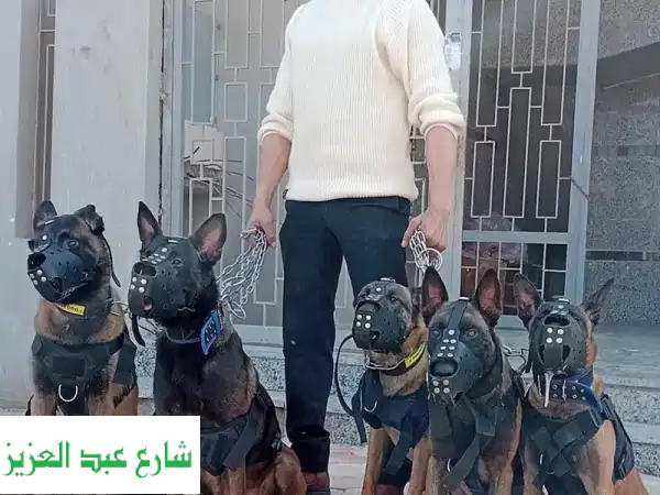 مدرب كلاب متخصص في تدريب كلاب الحراسة والبحث