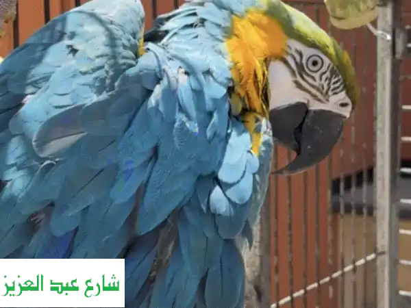ببغاء مكاو ذهبي وأزرق للبيع (4 سنوات) | رفيق العمر بجواز سفر!