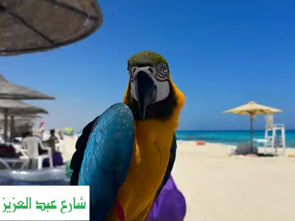 ببغاء مكاو ذهبي وأزرق للبيع (4 سنوات) | رفيق العمر...