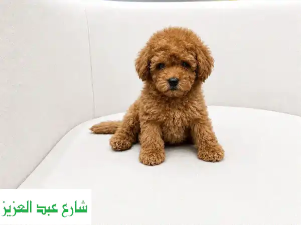 Poodle toy poodle بودل