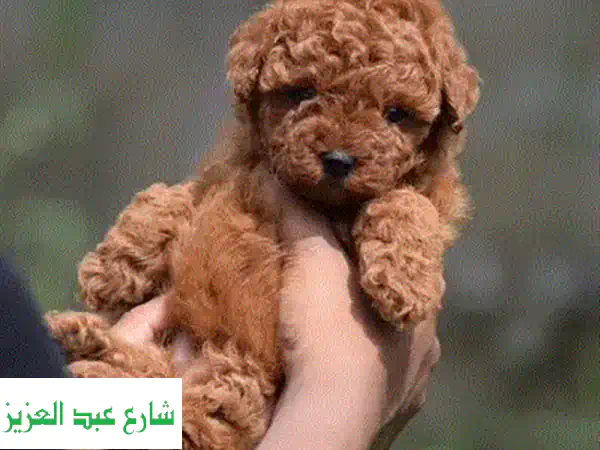 Poodle toy poodle بودل