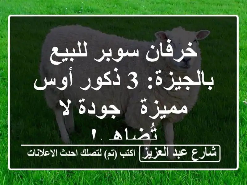 خرفان سوبر للبيع بالجيزة: 3 ذكور أوس مميزة - جودة لا تُضاهى!