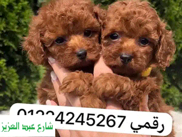 توي بودل للبيع 🐾 جراء بودل أصلية ومستوردة لعائلتك | صحة وجمال لا مثيل له!