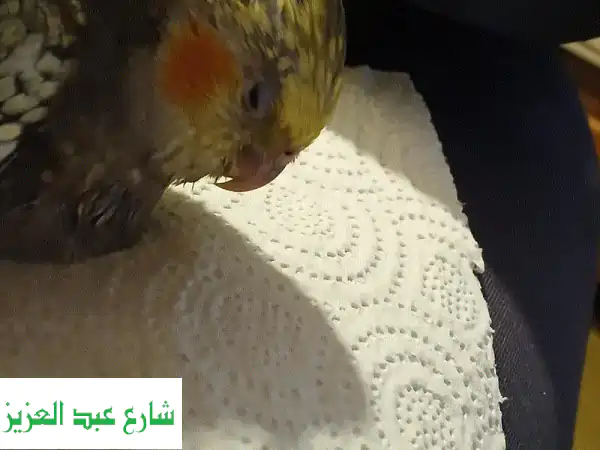 أفضل رعاية لحيوانك الأليف بمنزلك: مجالسة وتمشية بـ 75 جنيه/ساعة