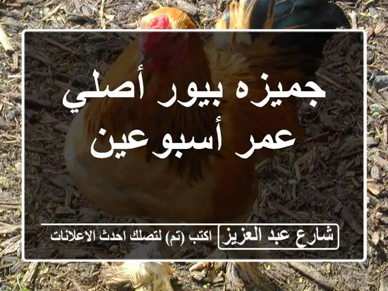 جميزه بيور أصلي عمر أسبوعين