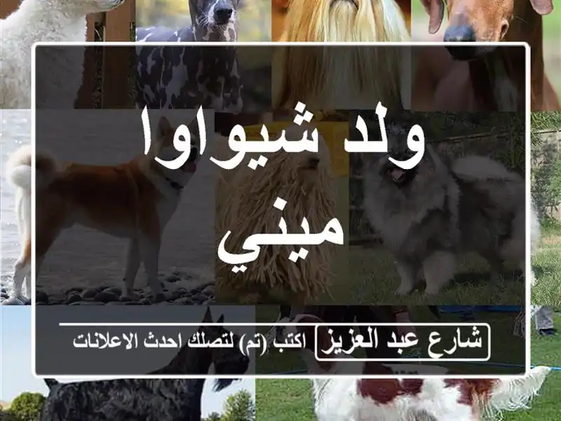 ولد شيواوا ميني