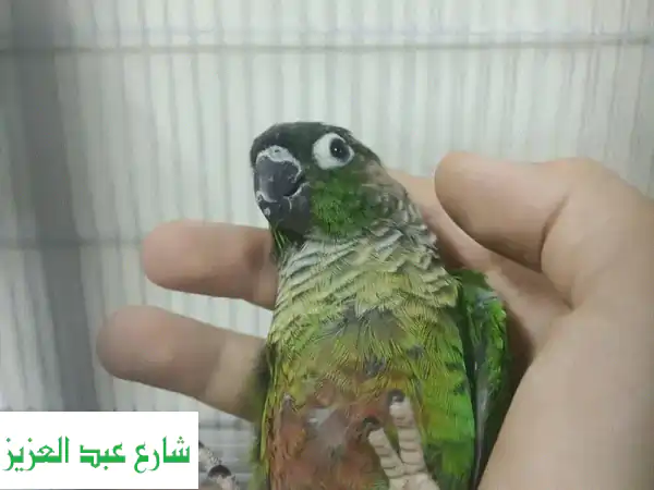 بغبغان  كنيور جرين