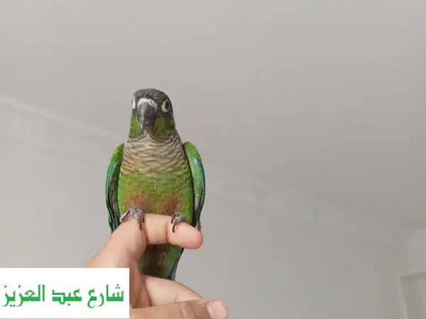 بغبغان  كنيور جرين