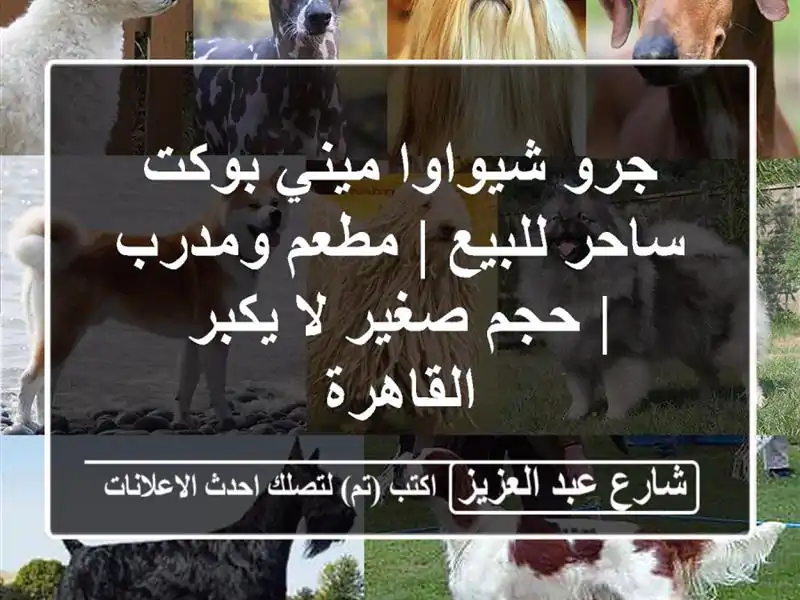 جرو شيواوا ميني بوكت ساحر للبيع | مطعم ومدرب | حجم...