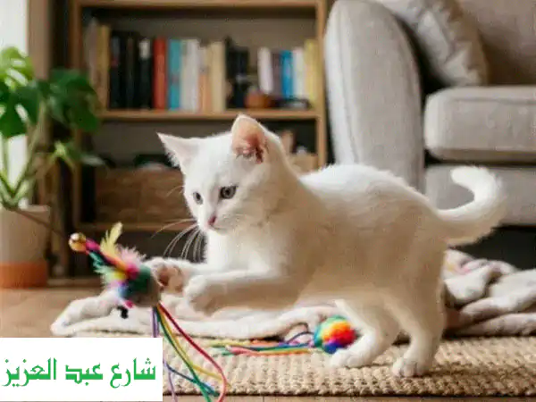 إقامة دائمة للقطط الاشتراك شهري يشمل الأكل والرمل