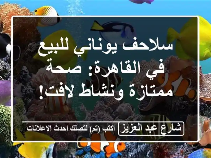 سلاحف يوناني للبيع في القاهرة: صحة ممتازة ونشاط لافت!