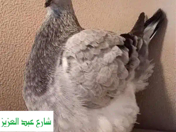 رعاية بيطرية متكاملة للحمام 🐦 | صحة طيورك أولويتنا