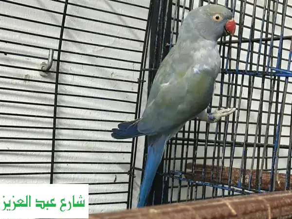 جوز درة وايت هيد للبيع | ذكر وأنثى أليفين | طيور زينة مميزة