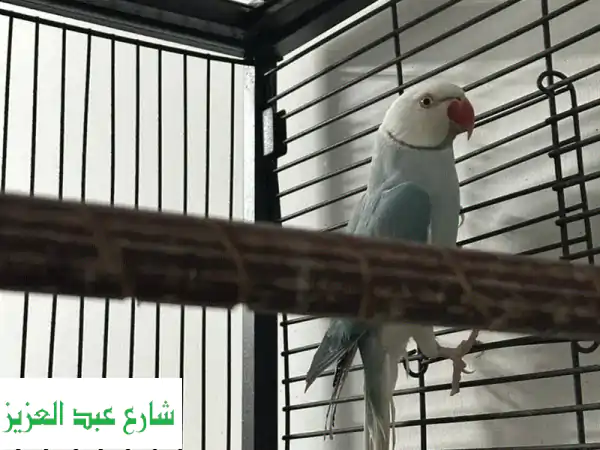 جوز درة وايت هيد للبيع | ذكر وأنثى أليفين | طيور...