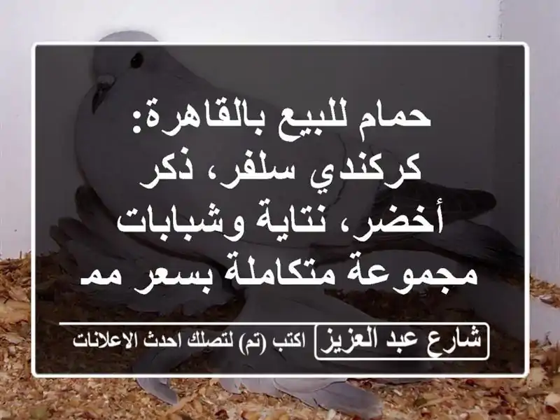 حمام للبيع بالقاهرة: كركندي سلفر، ذكر أخضر،...