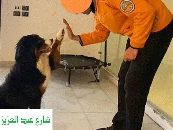 تدريب كلاب الامن والحراسه وكلاب الزينه