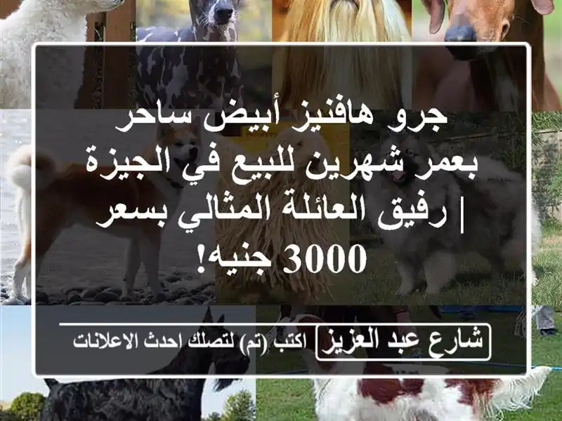 جرو هافنيز أبيض ساحر بعمر شهرين للبيع في الجيزة |...