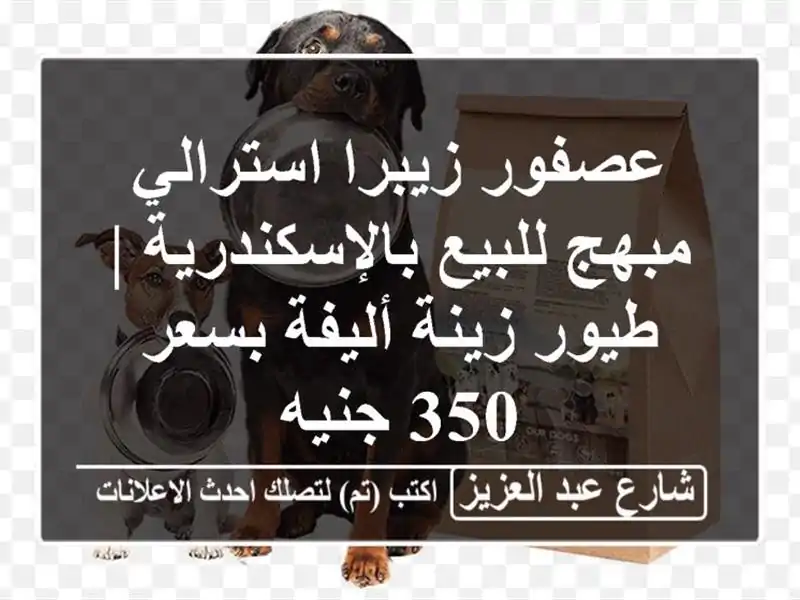 عصفور زيبرا استرالي مبهج للبيع بالإسكندرية | طيور...
