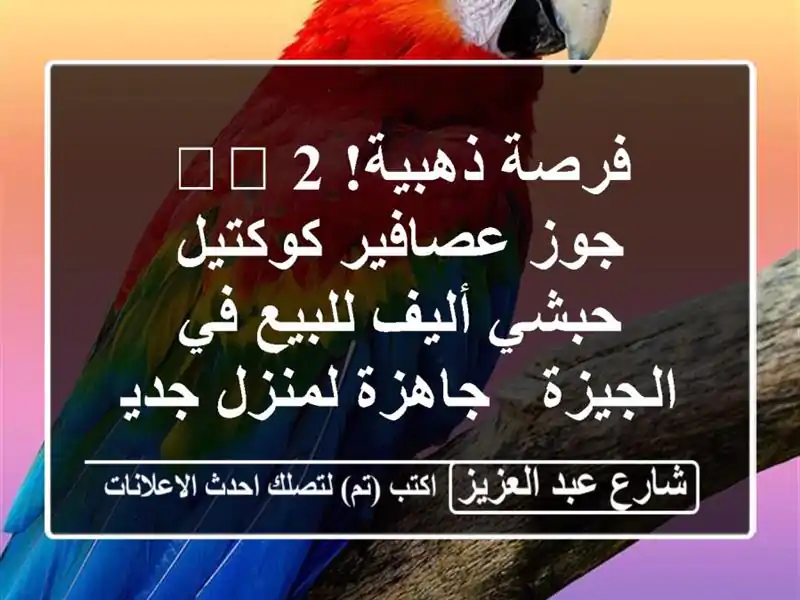 فرصة ذهبية! 🕊️ 2 جوز عصافير كوكتيل حبشي أليف للبيع...