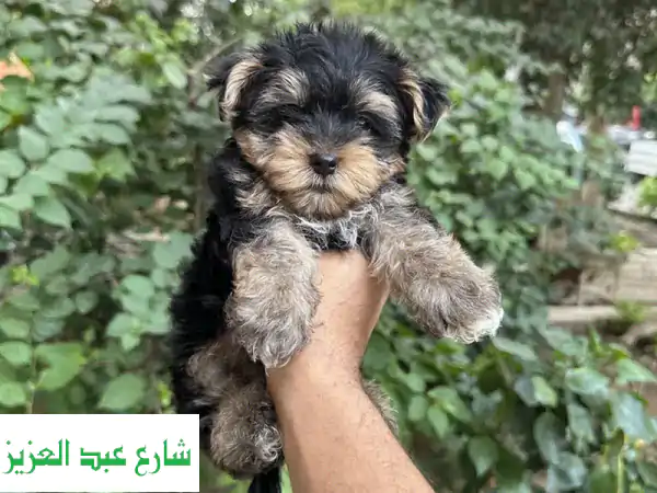 جرو يوركشاير تيرير للبيع | ذكور وإناث 45 يومًا | مطعم ومفحوص | رفيقك المثالي ينتظر!
