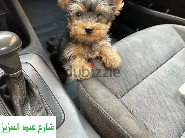 جرو يوركشاير تيرير للبيع | ذكور وإناث 45 يومًا |...