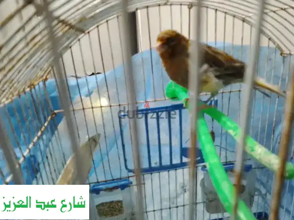كناريه