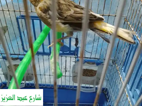 كناريه