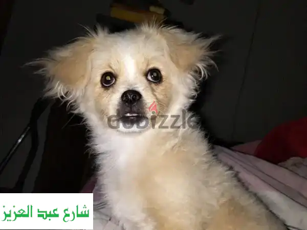 كلبه جميله ميكس بومارينين لدواعي السفر بسعر لقطه
