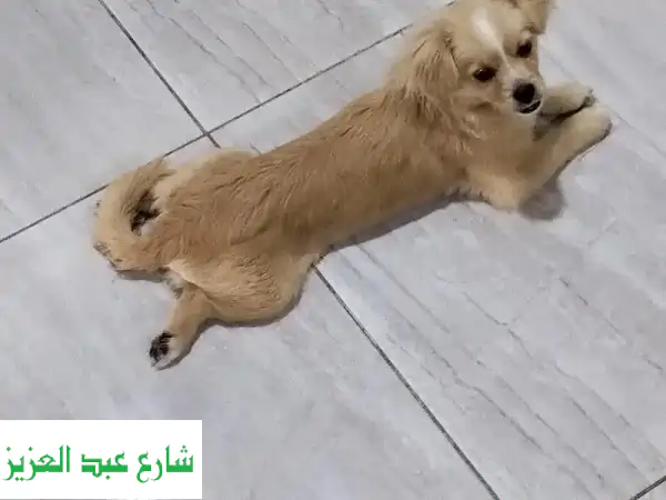 كلبه جميله ميكس بومارينين لدواعي السفر بسعر لقطه