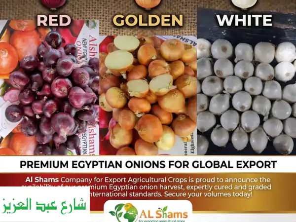 premium egyptian onions for global export  red, golden & white looking for the highest quality ...