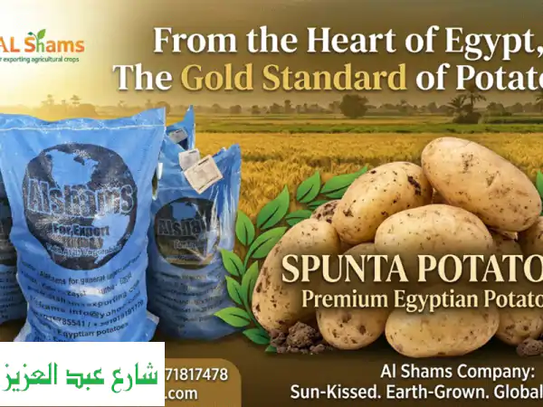 شركة الشمس: بطاطس مصرية بجودة عالمية – استورد...