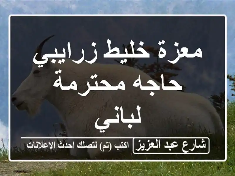 معزة خليط زرايبي حاجه محترمة لباني