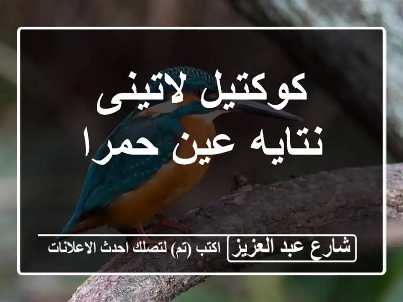 كوكتيل لاتينى نتايه عين حمرا