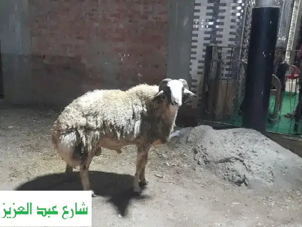 خراف بلدى تربية بيتى بمناسبة العيد